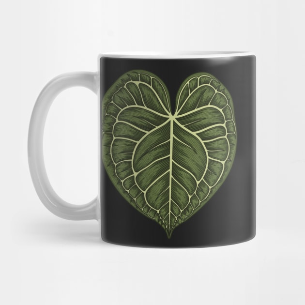 Anthurium Clarinervium Big Leaf by gronly